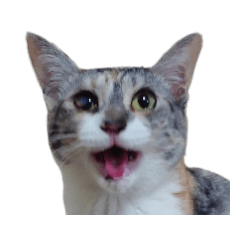 [LINEスタンプ] 組み合わせ自由＊ねこスタンプ ①