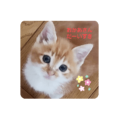 [LINEスタンプ] 癒しのミーちゃん