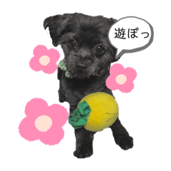 [LINEスタンプ] 黒犬ぽめぷ「日常②」