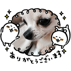[LINEスタンプ] 我が家のレオンだよ