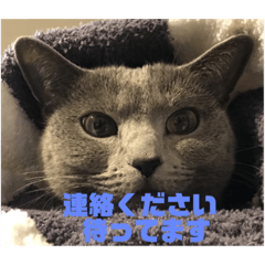 [LINEスタンプ] ニャンニャンこスタンプ
