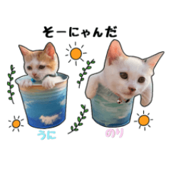[LINEスタンプ] 子猫の「のりうに」