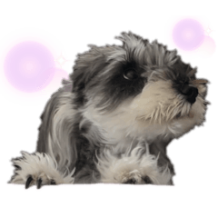 [LINEスタンプ] Salon Baby_Dreaming
