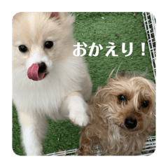 [LINEスタンプ] うちのワンちゃんシリーズ （モカとミル）