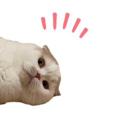 [LINEスタンプ] Olly cat  28