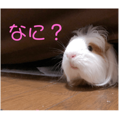 [LINEスタンプ] モルモットの心愛