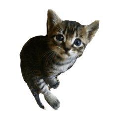 [LINEスタンプ] みぃくぅ 子猫バージョン