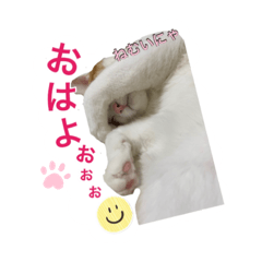 [LINEスタンプ] Cocoちゃんにゃんこスタンプ