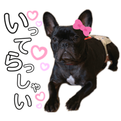 [LINEスタンプ] フレンチブルドック♡ぱるちゃん