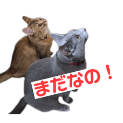 [LINEスタンプ] まりも・めかぶすたんぷ！4