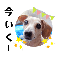 [LINEスタンプ] ハニー＆ペコー＆ラテ その2
