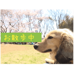 [LINEスタンプ] 番犬マックの気持ちスタンプ