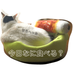 [LINEスタンプ] 星野家の猫たち