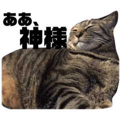 [LINEスタンプ] ちゃ！！！！