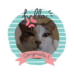 [LINEスタンプ] なねのたひや猫