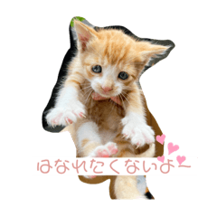 [LINEスタンプ] ちびちゃんちゃんまる