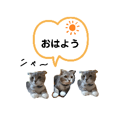 [LINEスタンプ] ねこのれいちゃん