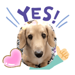 [LINEスタンプ] こたろう です！