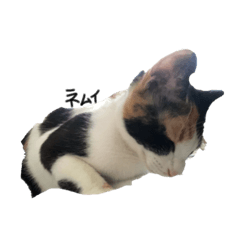 [LINEスタンプ] 愛猫ちゃんたちです