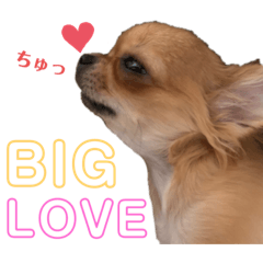 [LINEスタンプ] 極小チワワのチャイ②