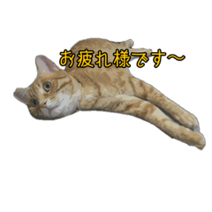 [LINEスタンプ] 茶トラ猫挨拶スタンプ✨