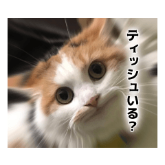 [LINEスタンプ] おべべスタンプ