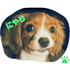 [LINEスタンプ] はろ〜〜キャバッppy