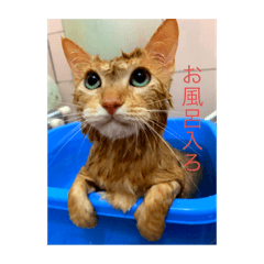 [LINEスタンプ] otopyのねこさん