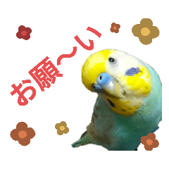 [LINEスタンプ] セキセイインコのニイコちゃんパート2