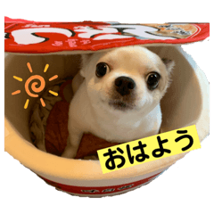 [LINEスタンプ] めちゃカワゆずさん