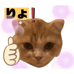 [LINEスタンプ] めたんこ猫好き、はるたん！