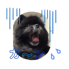 [LINEスタンプ] ☆クロポメの独り言☆