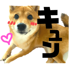 [LINEスタンプ] 豆柴うみ 恋するスタンプ
