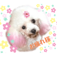 [LINEスタンプ] 愛犬lady