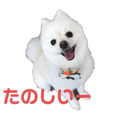 [LINEスタンプ] ぷっちゃんぽめ