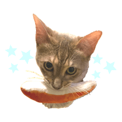 [LINEスタンプ] さくにゃんの日