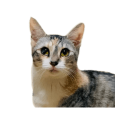 [LINEスタンプ] 組み合わせ自由＊ねこスタンプ ②
