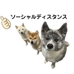 [LINEスタンプ] こじこてことの日常