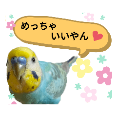 [LINEスタンプ] セキセイインコのニイコちゃんセット