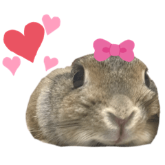 あずきさんの一日
