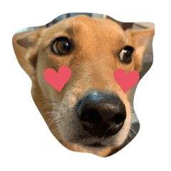 [LINEスタンプ] 動物にありがとう