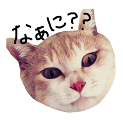 [LINEスタンプ] 見てるよ猫さん