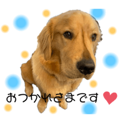 [LINEスタンプ] ゴールデンレトリバー日常使いスタンプ
