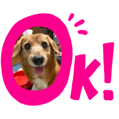 [LINEスタンプ] もこと愉快な仲間たち♡