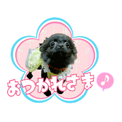 [LINEスタンプ] よんひきのわんこ①