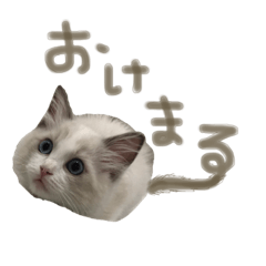 [LINEスタンプ] あるふぉんすすたんぷ