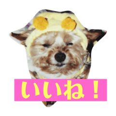 [LINEスタンプ] まーきくりょん