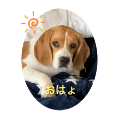 [LINEスタンプ] beagleの日常