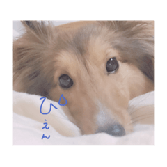 [LINEスタンプ] シェルティ・ポン太①