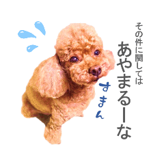 [LINEスタンプ] トイプードルのルーナさんスタンプ